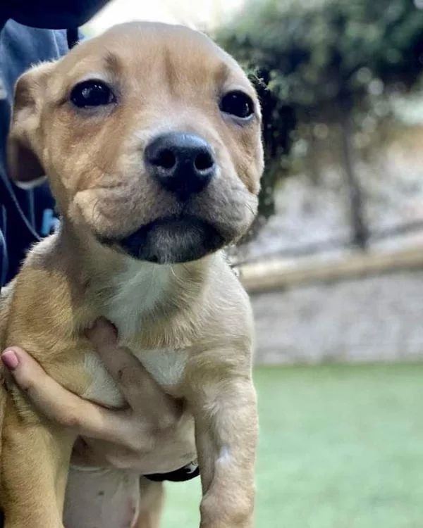 An adult small-sized female Pit Bull Terrier dog named Brigitte for adoption in Novato, CA