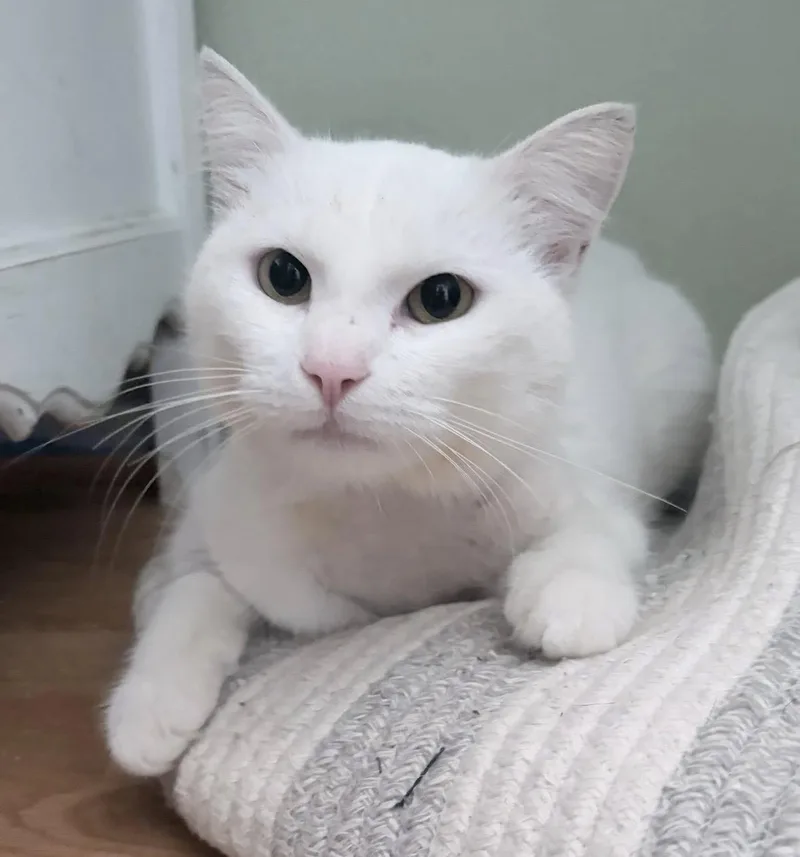 An adult large-sized male White Domestic Short Hair cat named Finn for adoption in Huntington Beach, CA