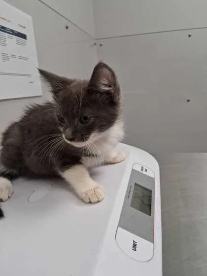 A baby small-sized male Domestic Short Hair cat named Leo for adoption in Sevierville, TN