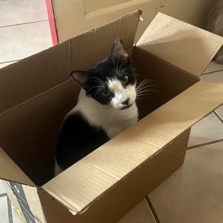 Chocolate Chip thumbnail 2