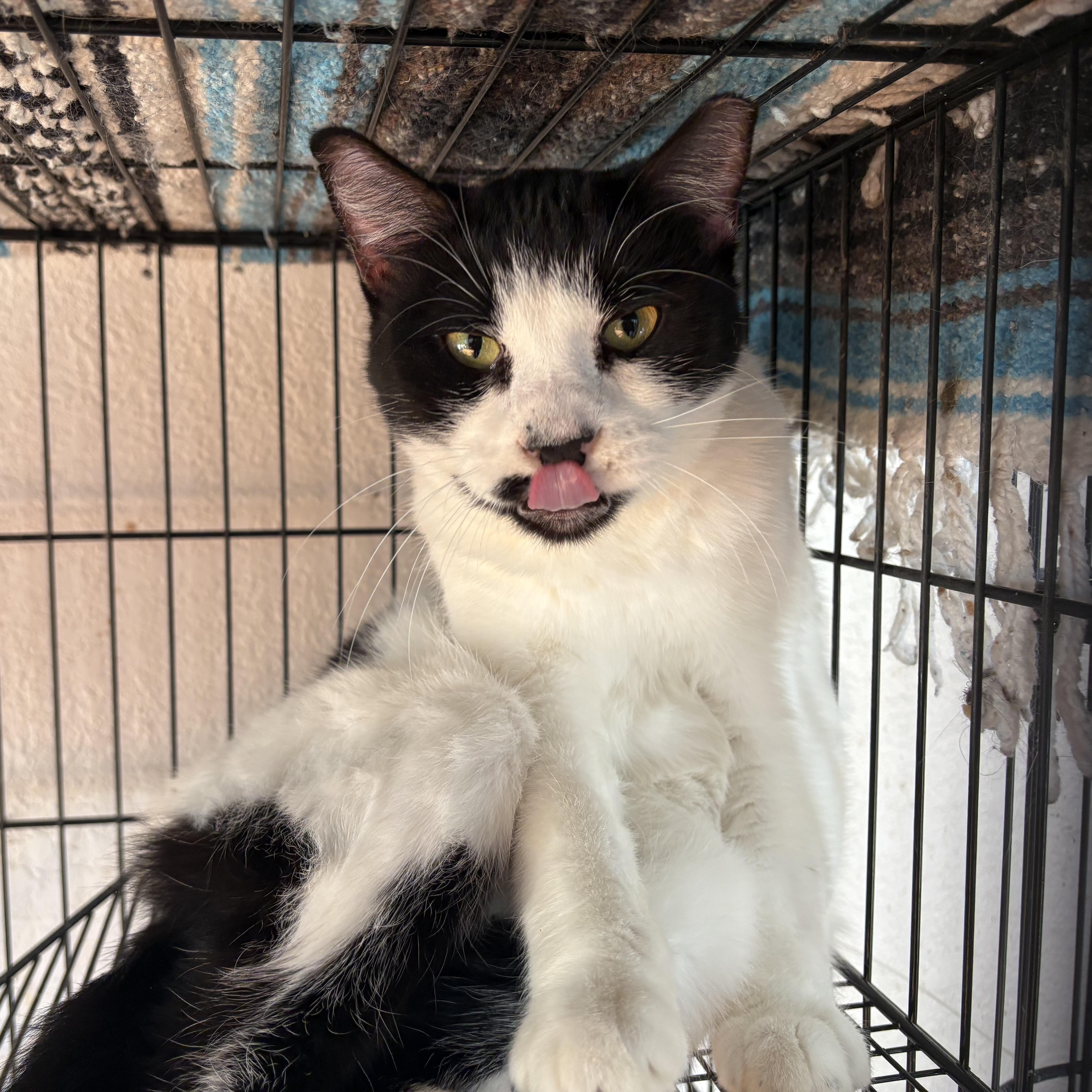 Chocolate Chip thumbnail 3