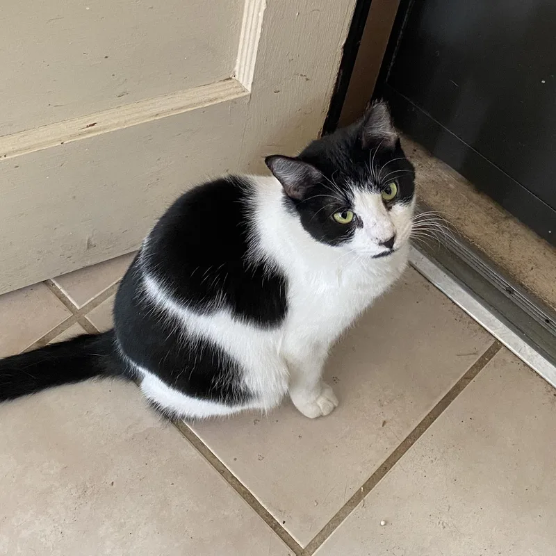 Chocolate Chip thumbnail 4