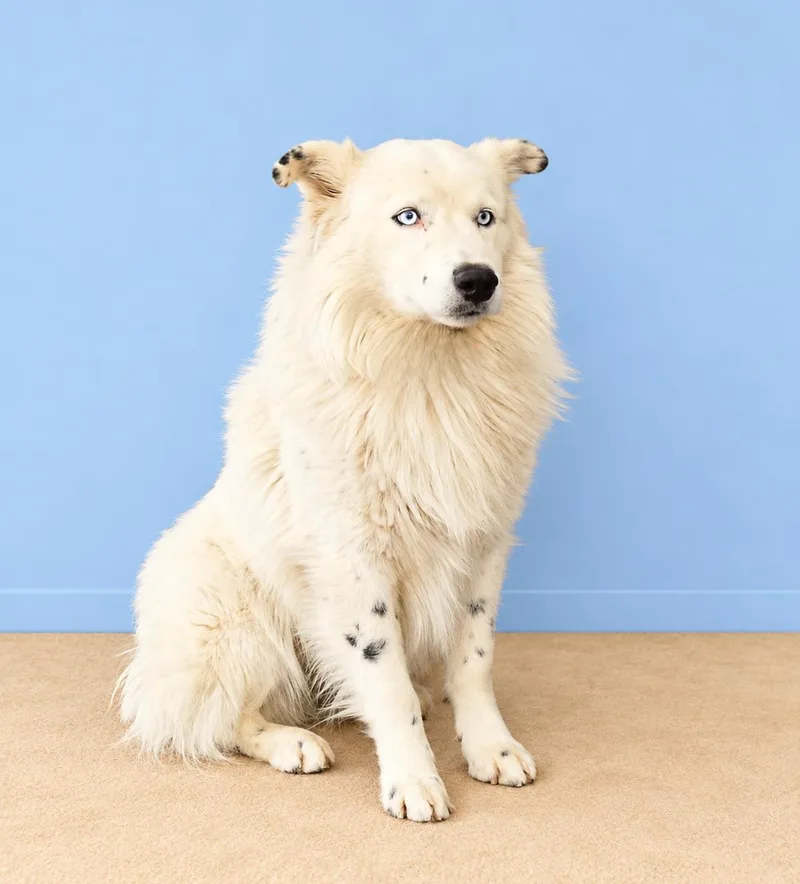 An adult medium-sized male Australian Shepherd dog named Azul for adoption in Pasadena, CA