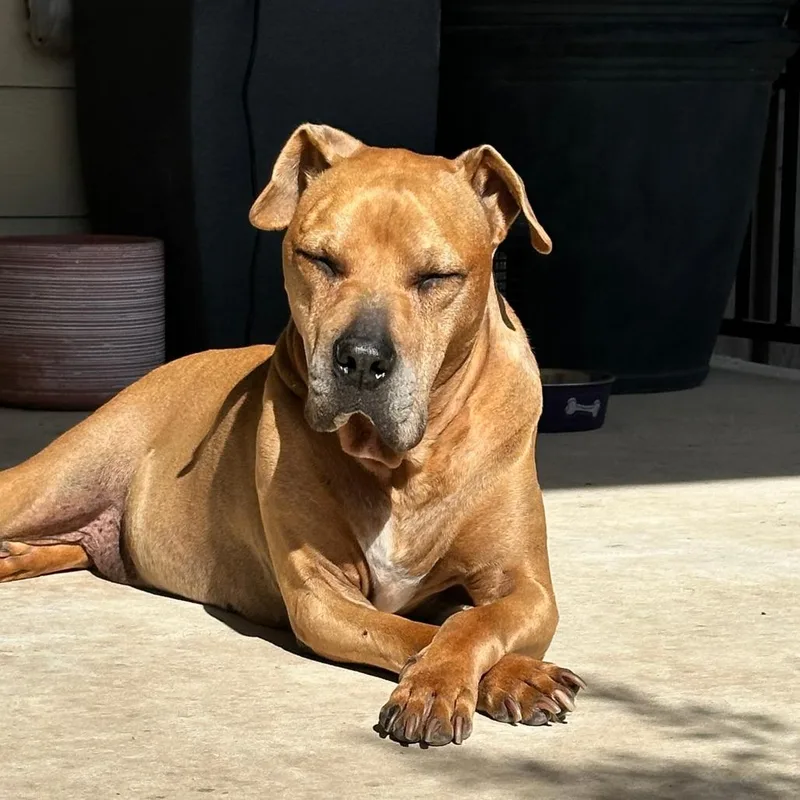 A senior large-sized male Brown / Chocolate Boxer dog named Mr Gibbs for adoption in Austin, TX
