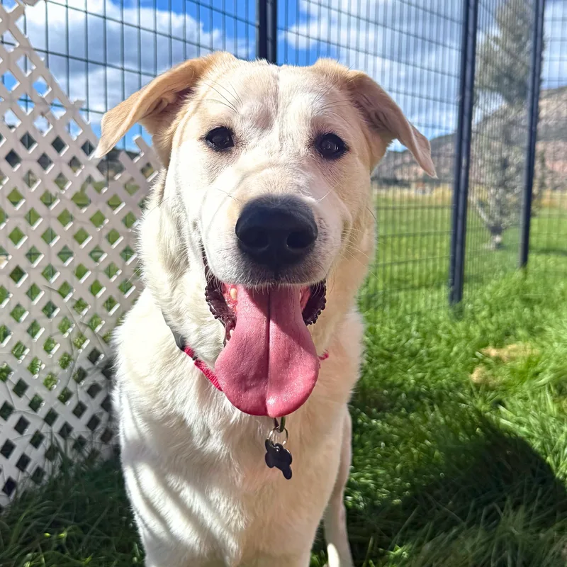 A young large-sized female Great Pyrenees dog named Willow for adoption in Ridgway, CO