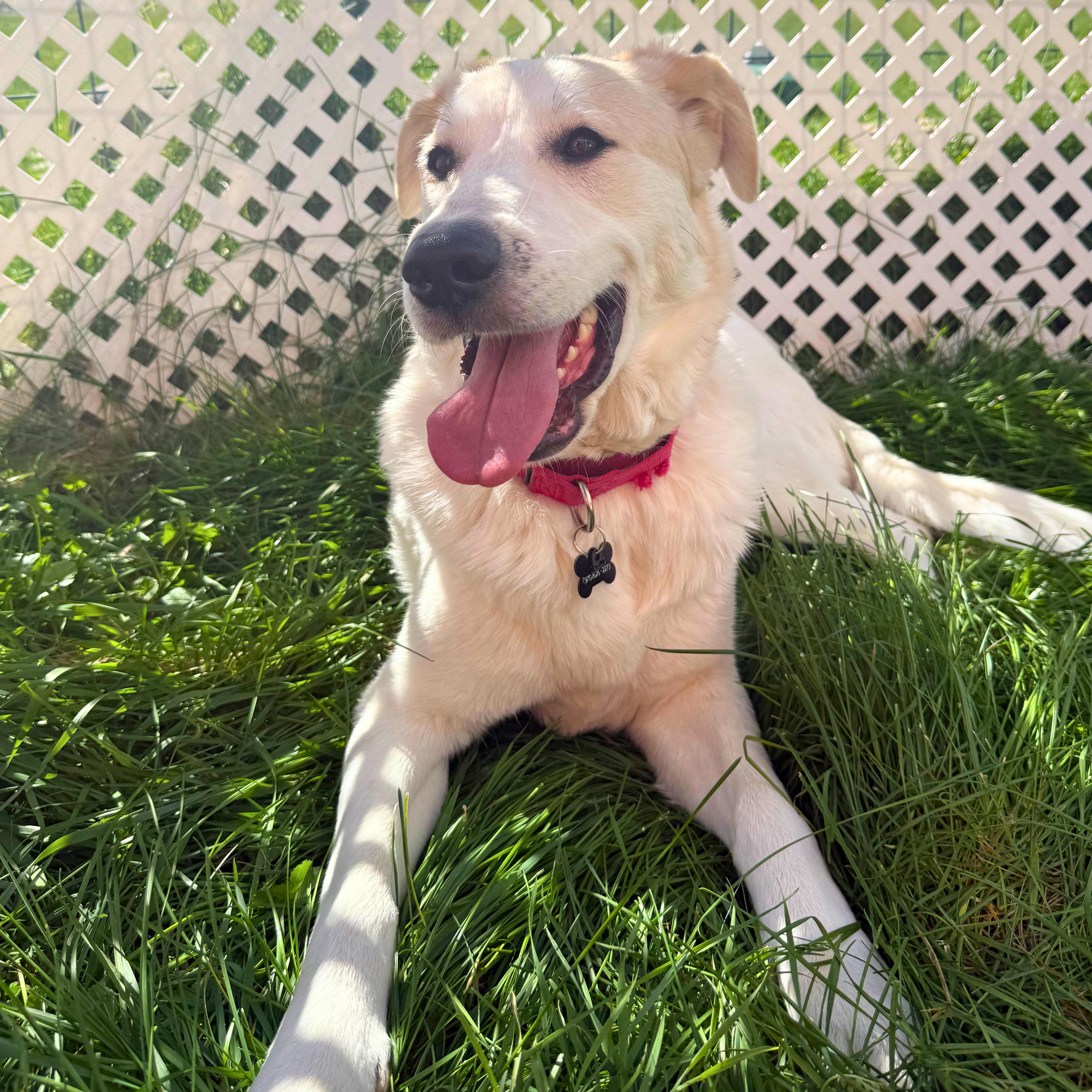 Willow thumbnail 3