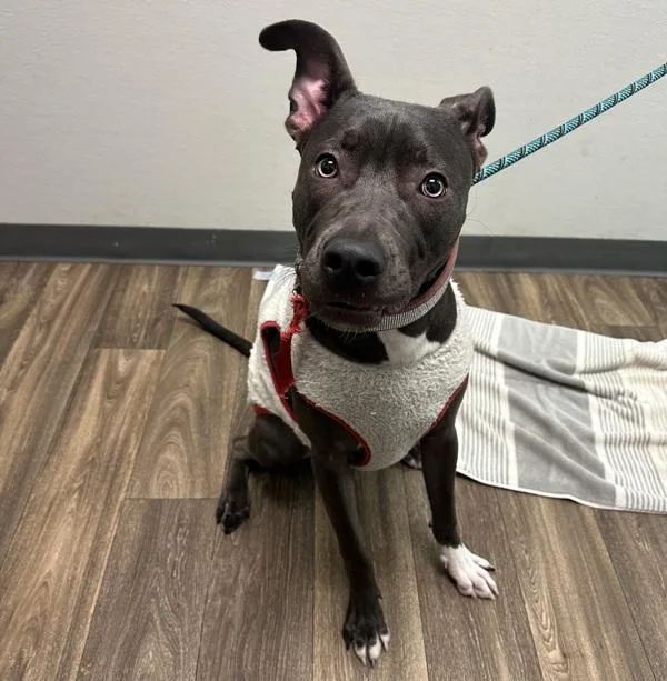 A young large-sized female Pit Bull Terrier dog named Tillie for adoption in San Diego, CA
