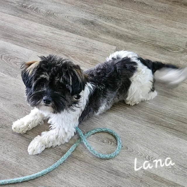 A young small-sized female Bicolor Morkie dog named Lana for adoption in Lafayette, CA