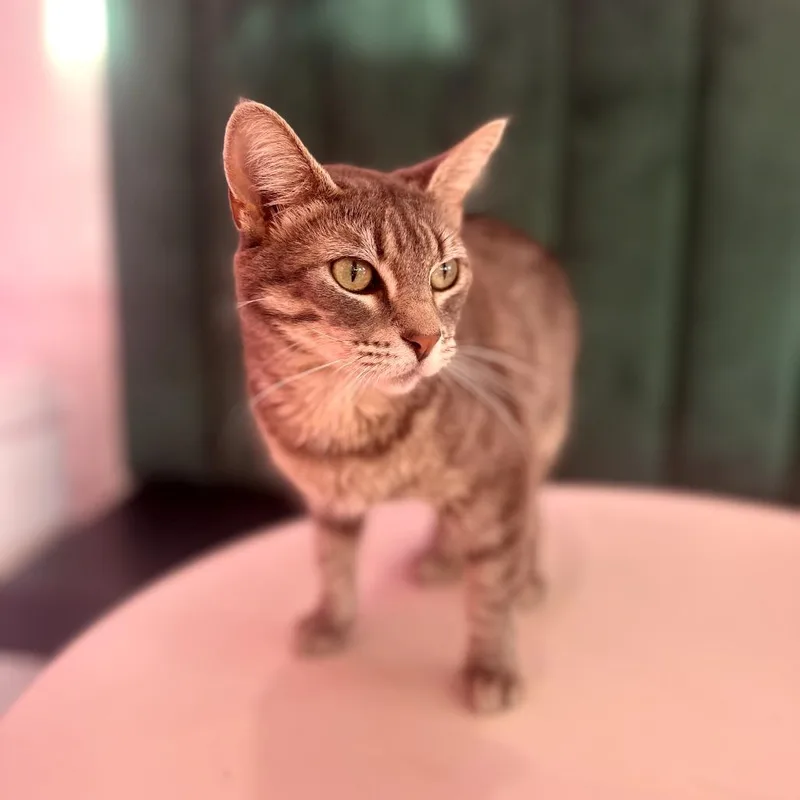 An adult medium-sized female Gray / Blue / Silver Domestic Short Hair cat named Lottie for adoption in Forest Park, IL