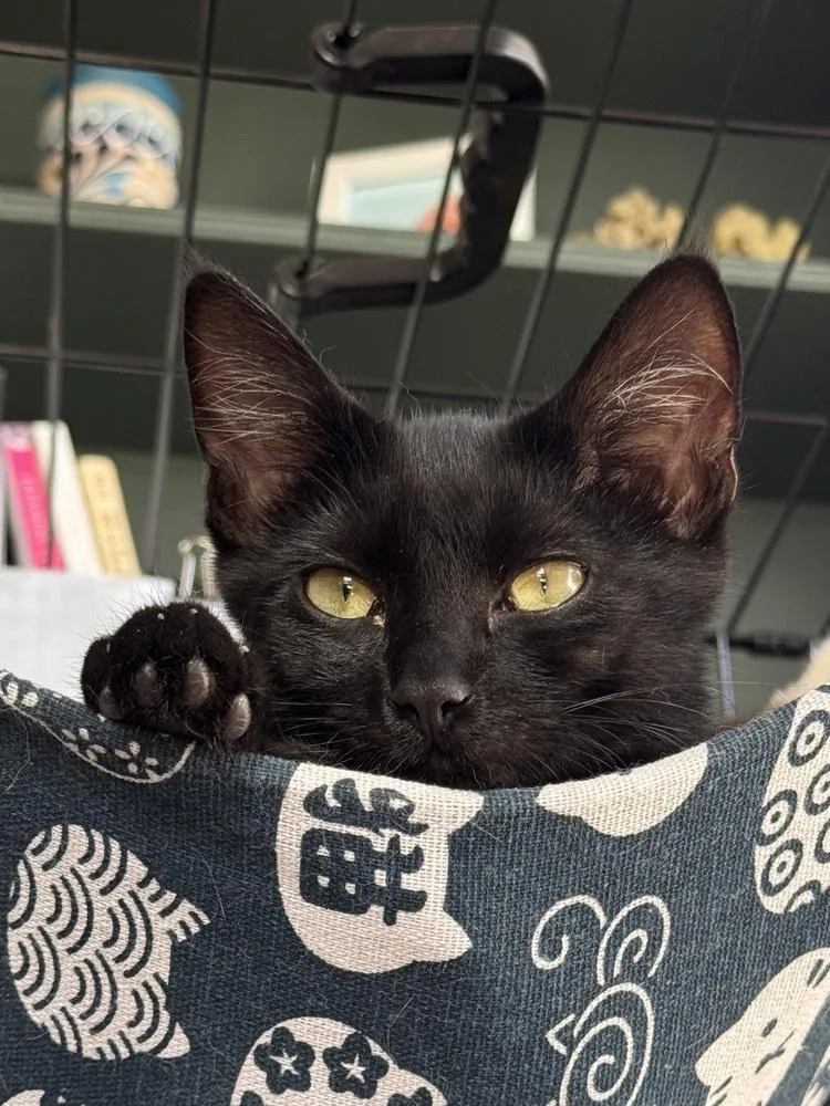 A baby small-sized male Black Domestic Short Hair cat named Cacao for adoption in Ferndale, MI