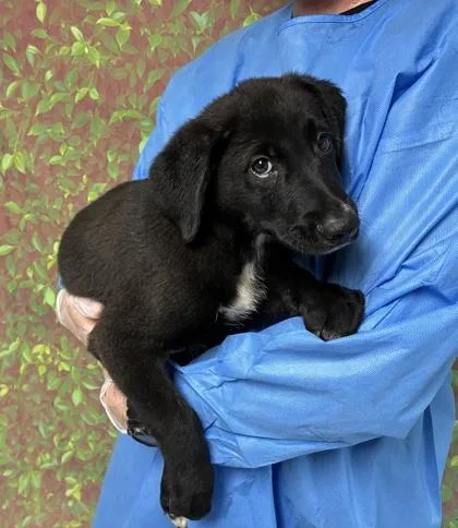 A young small-sized male Shepherd dog named Money for adoption in San Antonio, TX