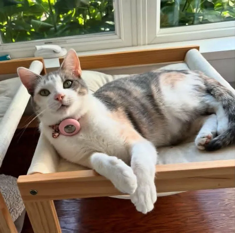 A young small-sized female Dilute Calico cat named Fiona C Holly OS for adoption in Saunderstown, RI