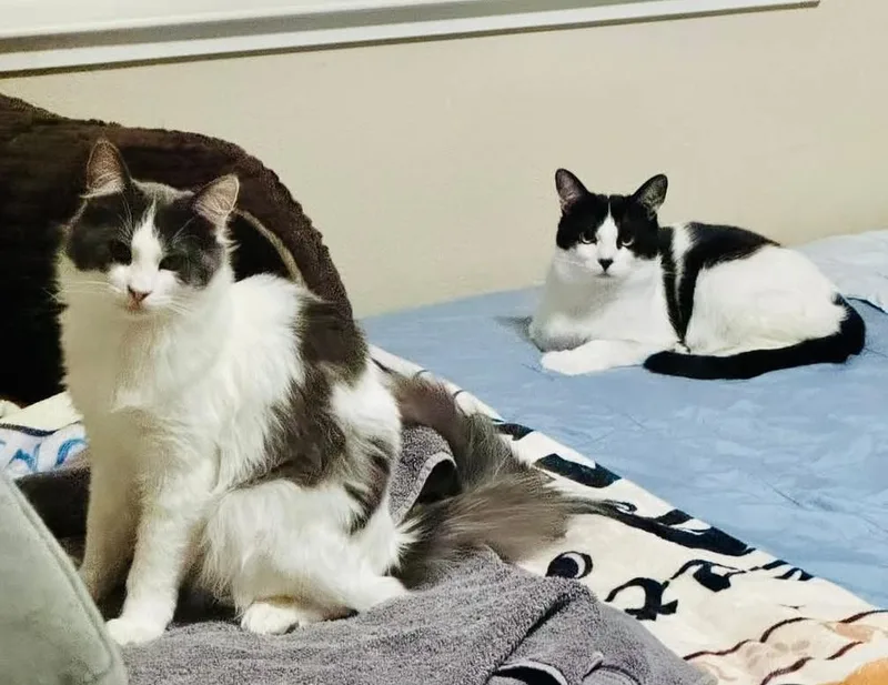 Ben Affleck thumbnail 3