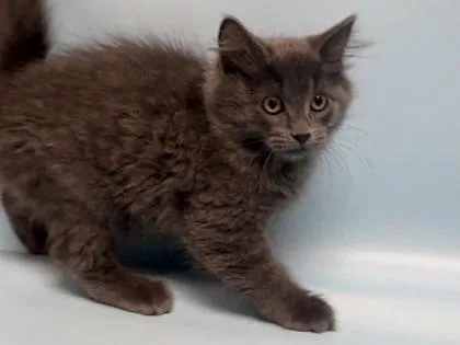 A baby small-sized female Domestic Medium Hair cat named Uggs for adoption in Golden Valley, MN