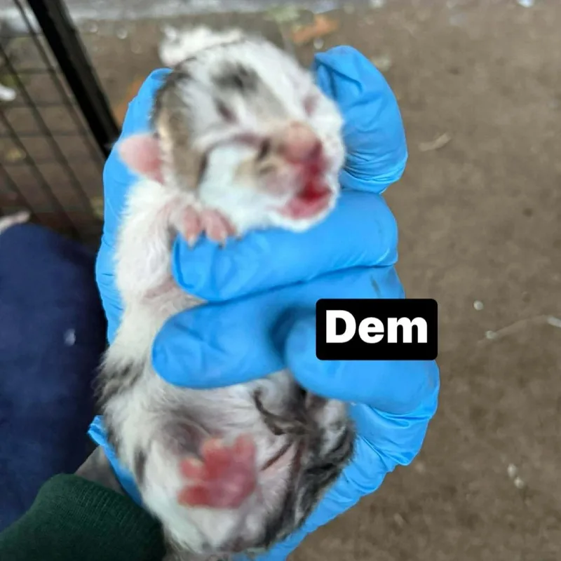 A baby small-sized male Gray / Blue / Silver Domestic Short Hair cat named Dem for adoption in Philadelphia, PA