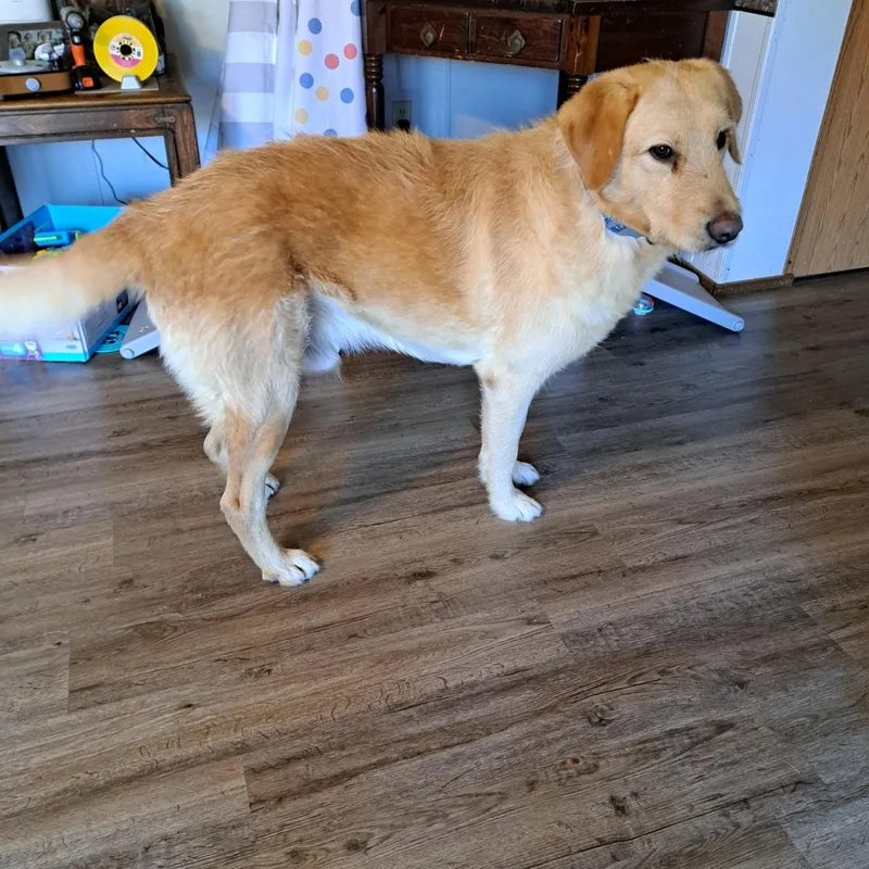 An adult large-sized male Golden Yellow Labrador Retriever dog named Marshall for adoption in Metropolis, IL