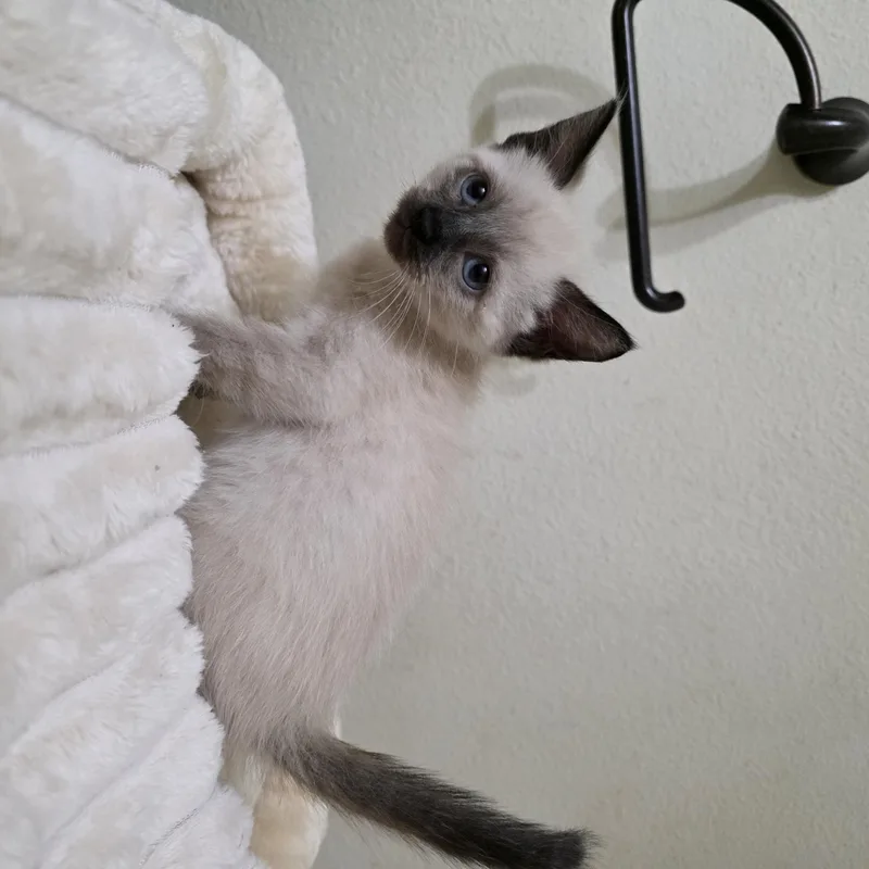 Magnolia thumbnail 2