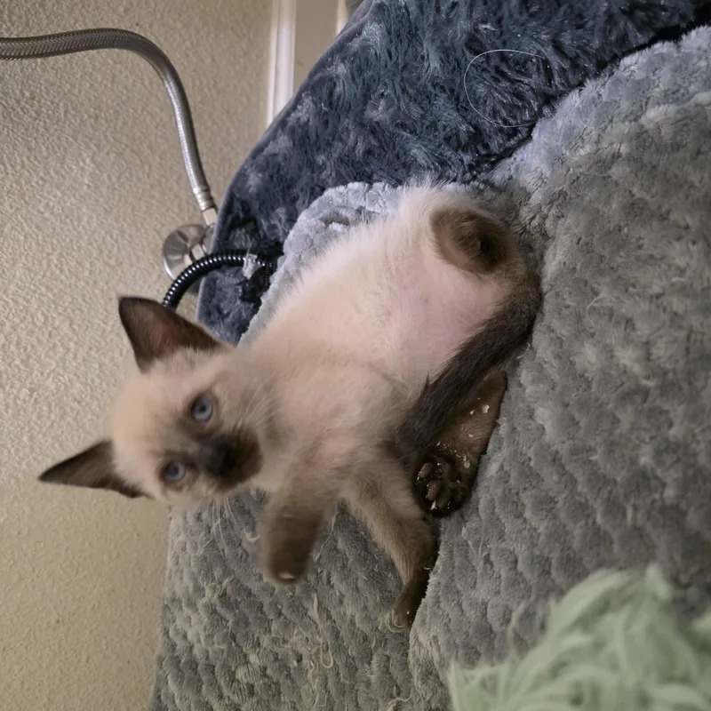 Magnolia thumbnail 3