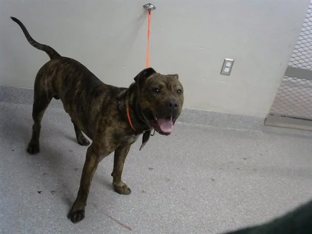 An adult large-sized male Pit Bull Terrier dog named Bowzer for adoption in Pasadena, TX