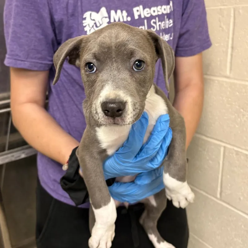 A baby small-sized female Gray / Blue / Silver Mixed Breed dog named Fig for adoption in East Hanover, NJ