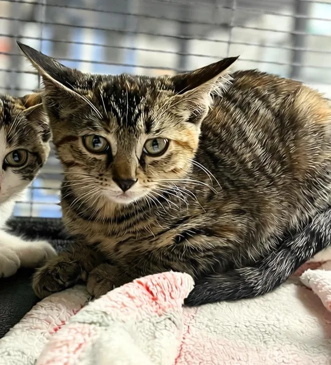 A baby medium-sized female Calico Domestic Short Hair cat named Ellie for adoption in Seville, OH