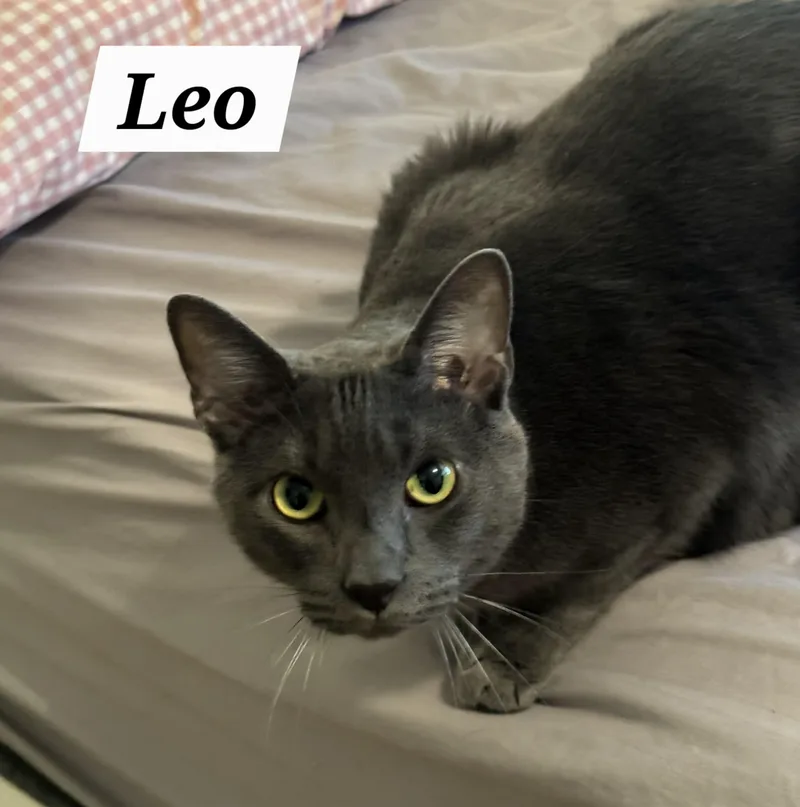 Leo
