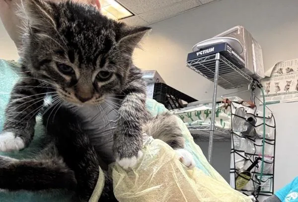 A baby small-sized male Domestic Short Hair cat named Clove for adoption in New York, NY