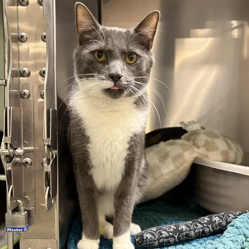A baby medium-sized male Gray & White Domestic Short Hair cat named Sebastian Bear for adoption in Richmond, VA