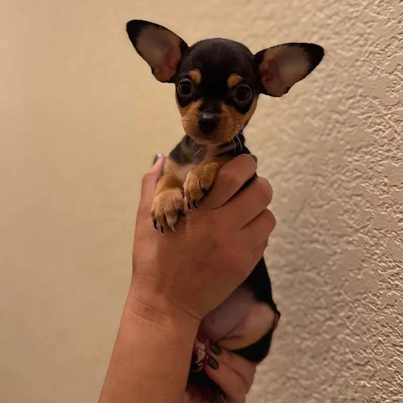 A baby small-sized female Black Chihuahua dog named Ellie for adoption in San Diego, CA