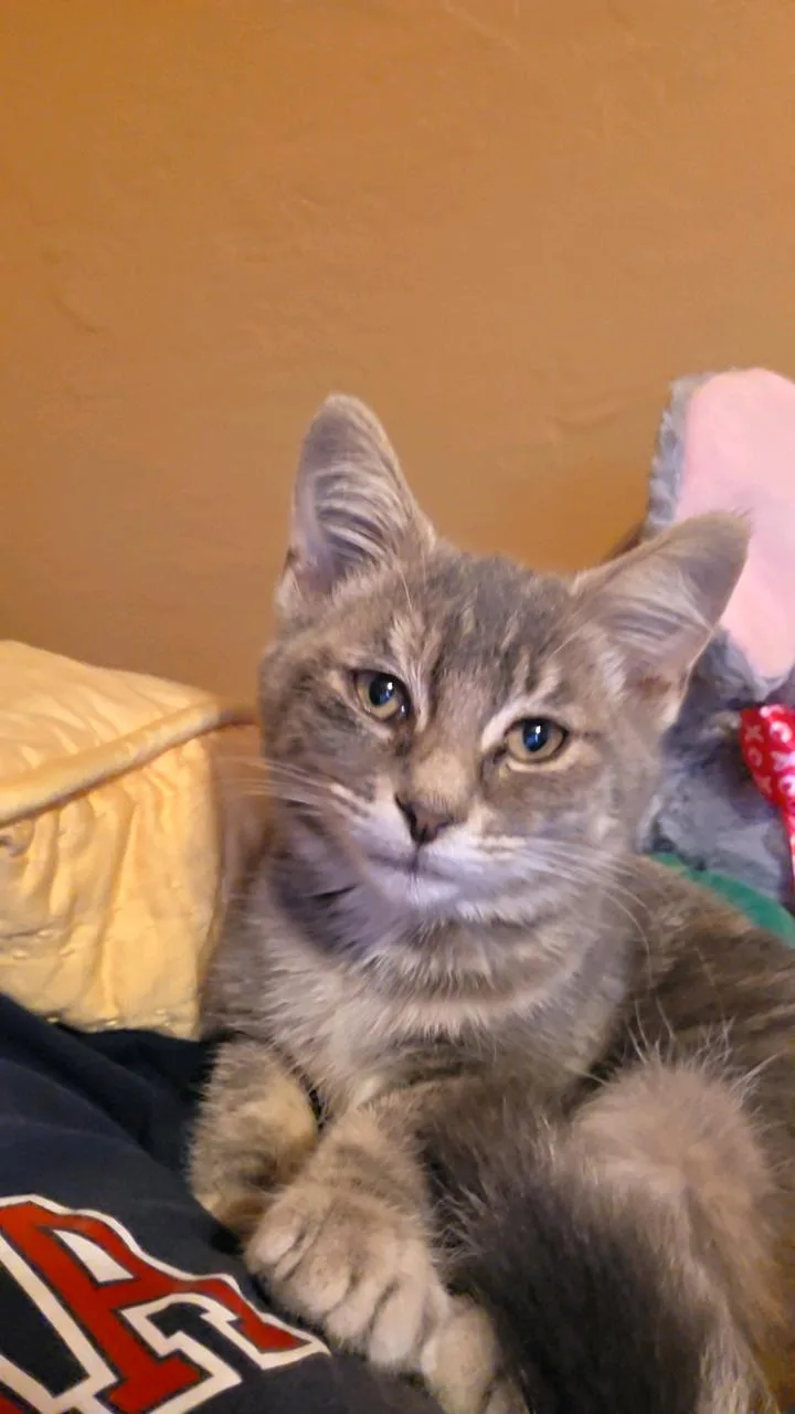 A baby medium-sized male Tabby (Gray / Blue / Silver) Domestic Short Hair cat named Maverick for adoption in Greensburg, PA