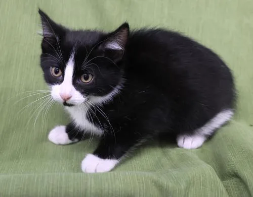 A baby medium-sized female Domestic Short Hair cat named Sushi for adoption in Thief River Falls, MN