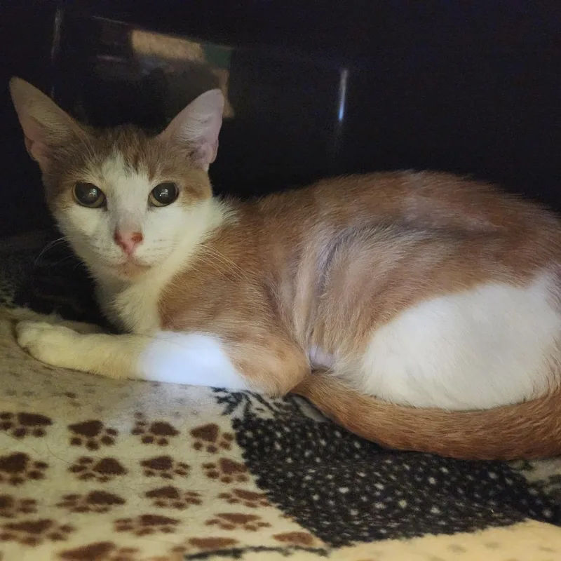 An adult medium-sized female Orange / Red Domestic Short Hair cat named Sherry for adoption in Naples, FL
