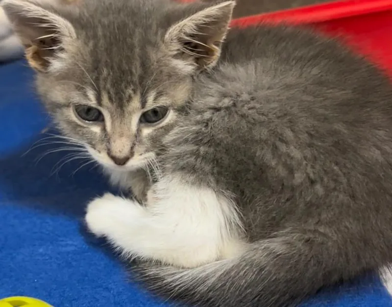 A baby small-sized female Domestic Short Hair cat named Sophie for adoption in Elizabethton, TN