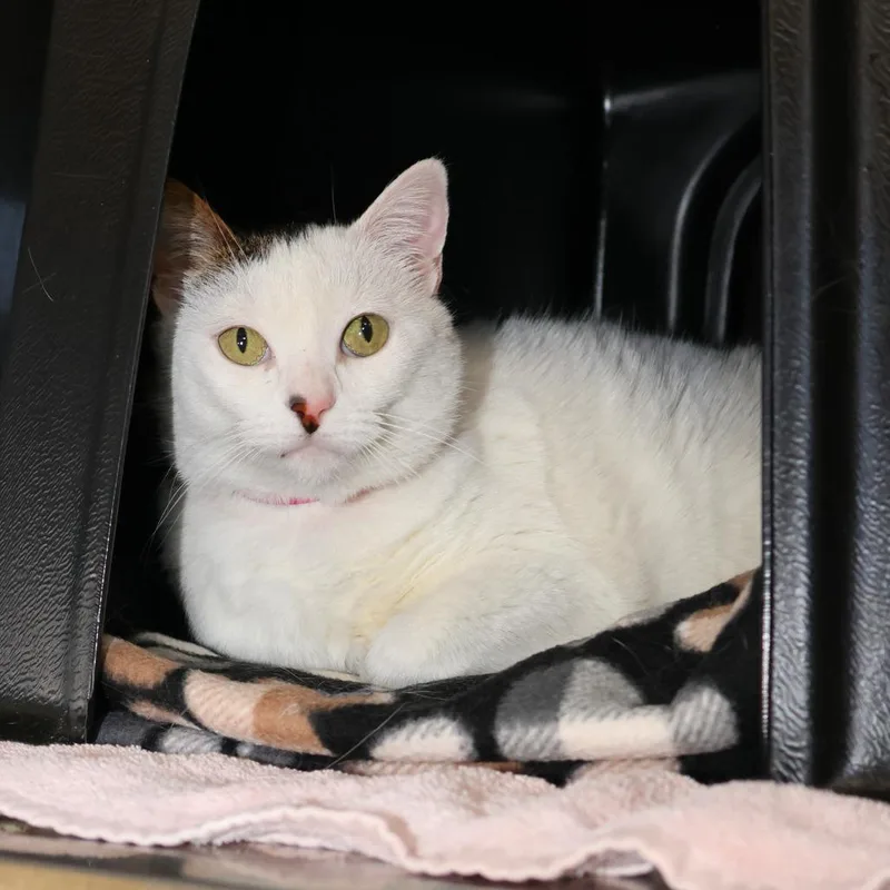 An adult large-sized female White Domestic Short Hair cat named Evermore for adoption in Albuquerque, NM
