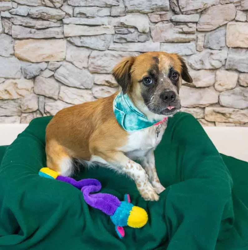 An adult medium-sized female Spaniel dog named Kaelie for adoption in Kennesaw, GA