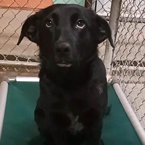 A young medium-sized female Black Labrador Retriever dog named Hershey for adoption in Saint Marys, WV