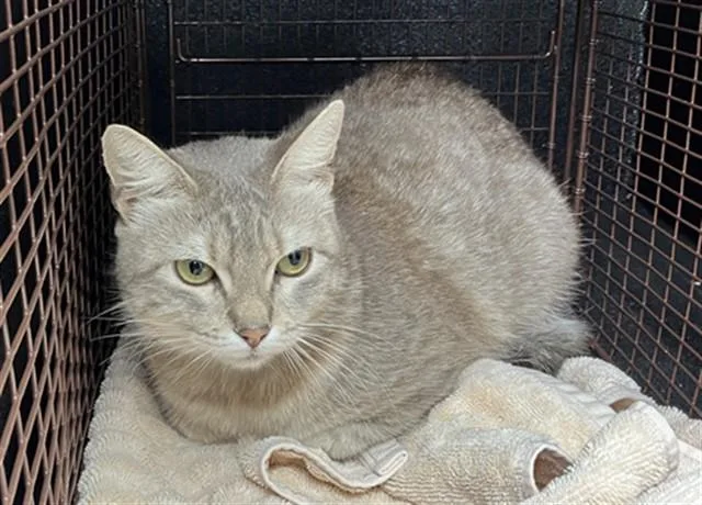 An adult medium-sized female Domestic Short Hair cat named Moo Moo for adoption in Long Beach, CA