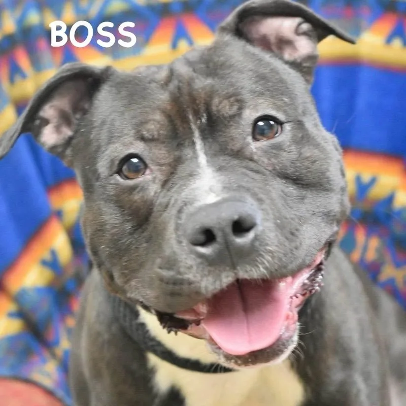 Boss thumbnail 6