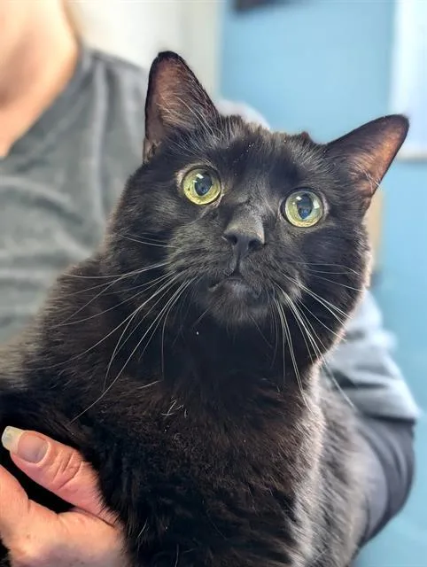 An adult medium-sized male Domestic Short Hair cat named Bagheera for adoption in Canfield, OH