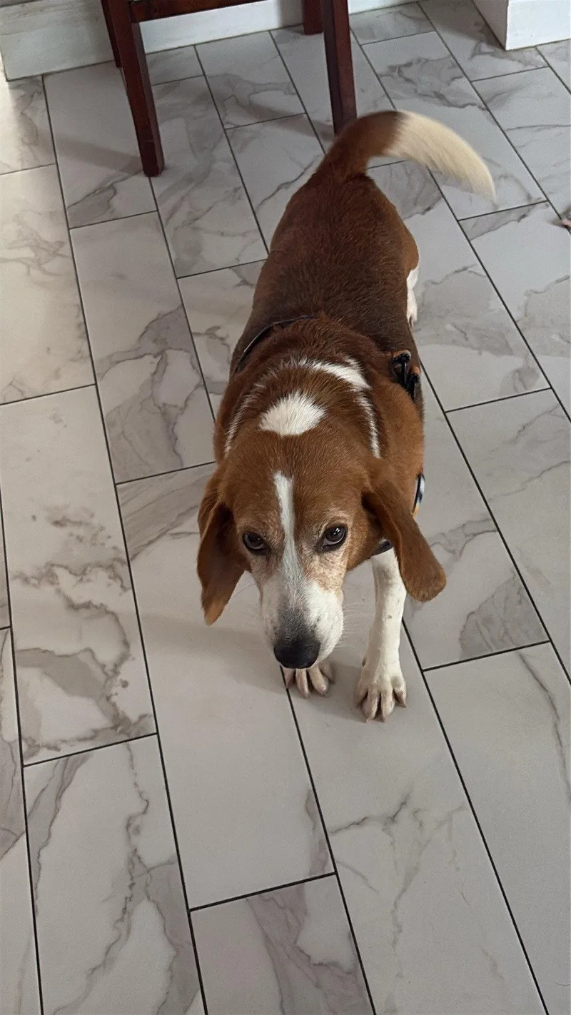 An adult medium-sized male Beagle dog named Billy Joel for adoption in Tampa, FL