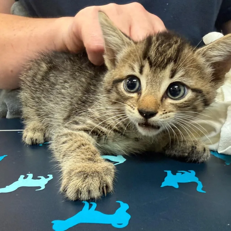 A baby small-sized male Brown / Chocolate Domestic Short Hair cat named Delicatessen for adoption in Lynchburg, VA