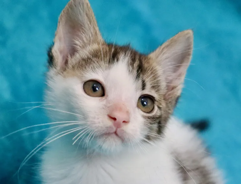 A baby medium-sized male Tabby (Brown / Chocolate) Turkish Van cat named Alaska for adoption in Saint Augustine, FL