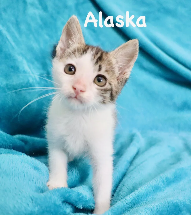 Alaska thumbnail 6
