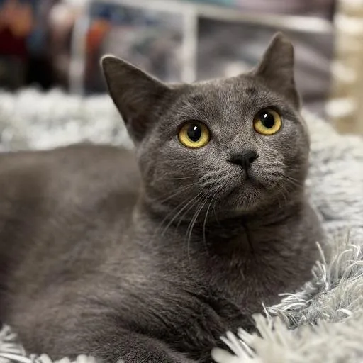 An adult medium-sized female Gray / Blue / Silver Domestic Short Hair cat named Tadpole for adoption in Lynchburg, VA