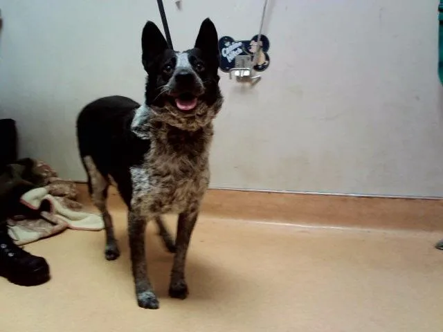 An adult medium-sized female Australian Cattle Dog / Blue Heeler dog named Lavinia for adoption in Martinez, CA
