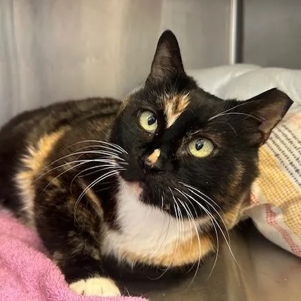 A senior large-sized female Tortoiseshell Domestic Short Hair cat named Momma Kat for adoption in Santa Barbara, CA