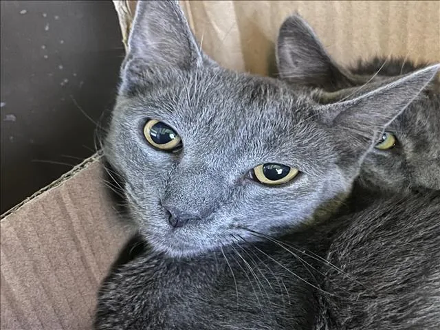A young small-sized male Domestic Short Hair cat named Momo for adoption in Los Angeles, CA