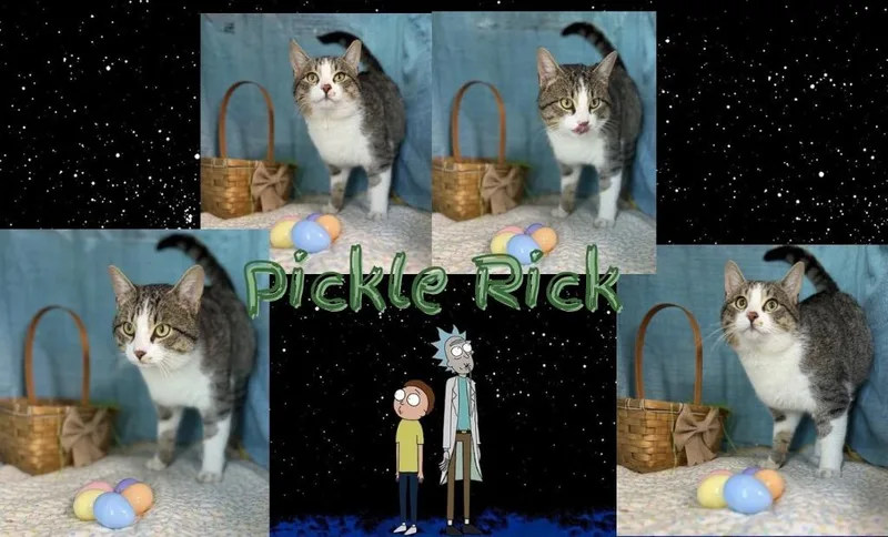 An adult large-sized male Domestic Short Hair cat named Pickle Rick for adoption in Hopkinsville, KY