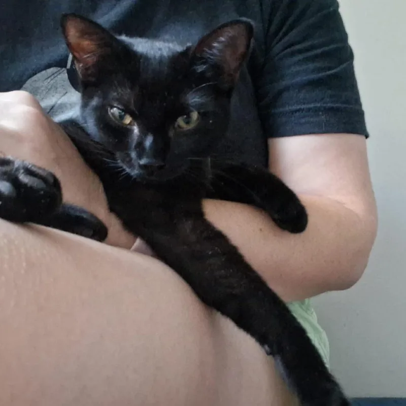 Flame Thrower thumbnail 2