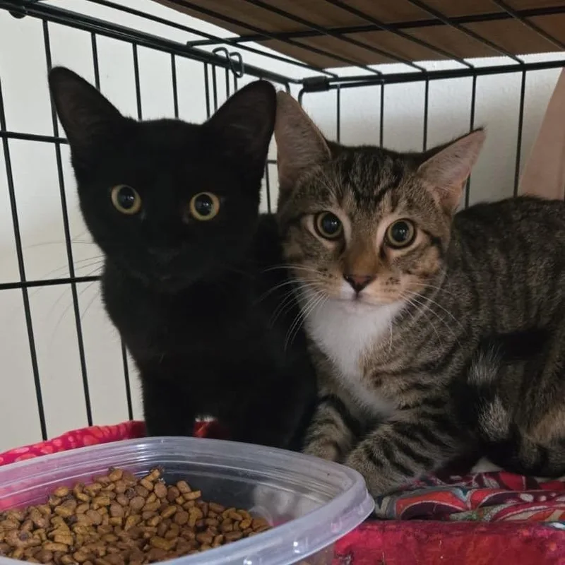 Flame Thrower thumbnail 3